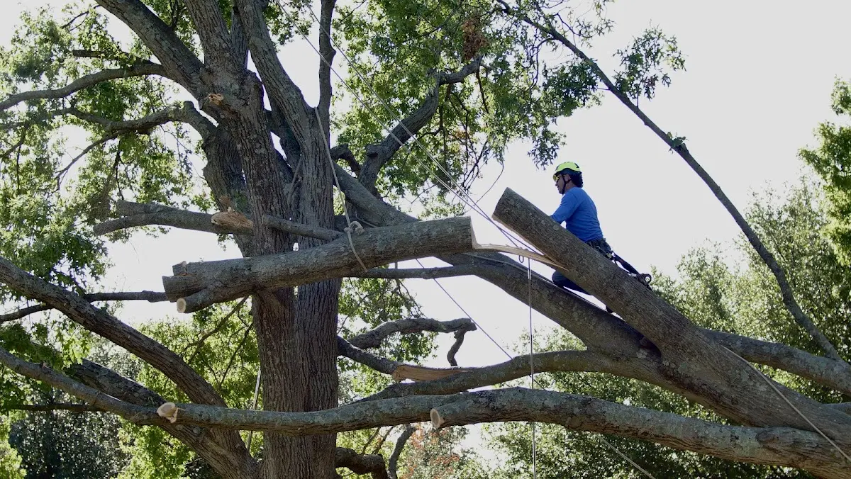 Professional Crown Thinning performed by certified arborists in Spring Creek